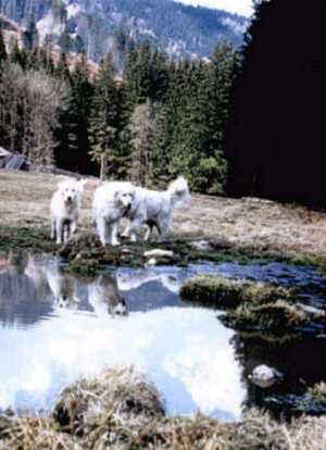 V.L.: Besy Janin ranc , Cessna, Andy Janin ranc. Die drei Slovensky Cuvac sind von  Jana Goliasova aus der Slowakei 